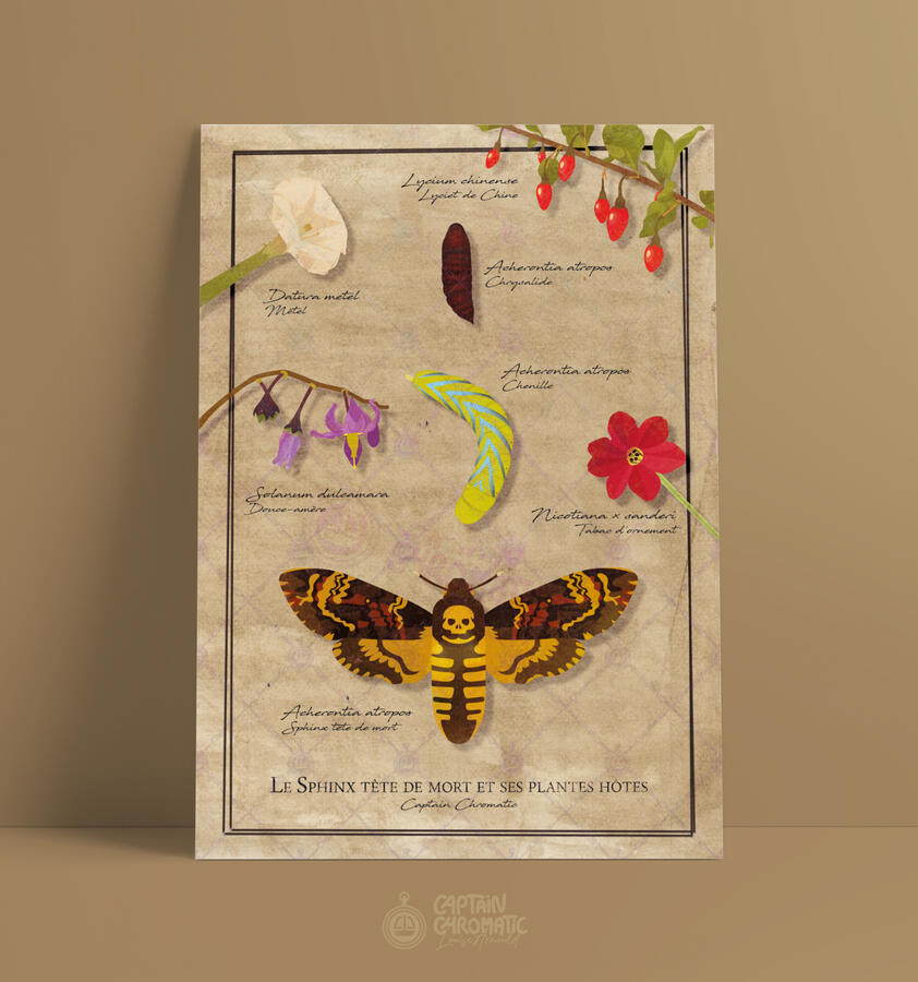 Sphinx tête de mort et ses plantes hôtes