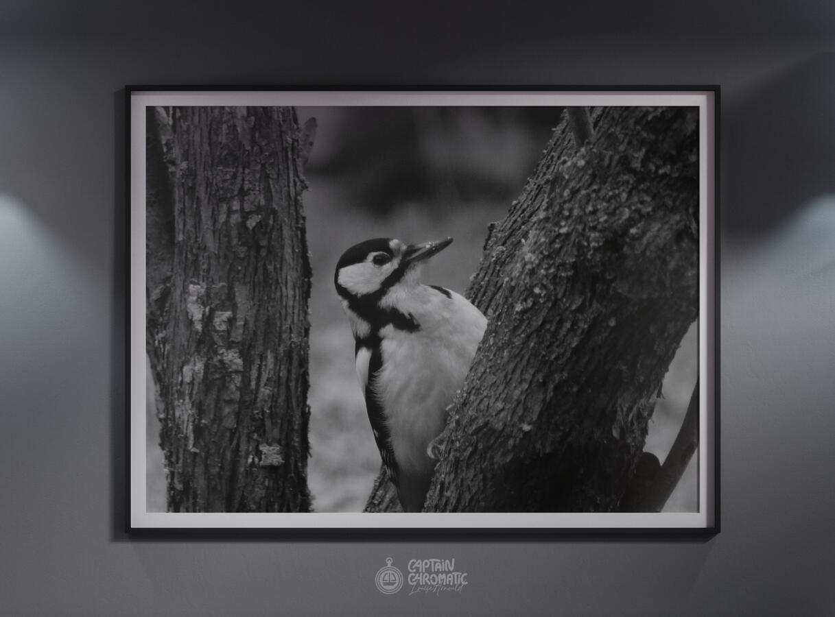 Great spotted woodpecker