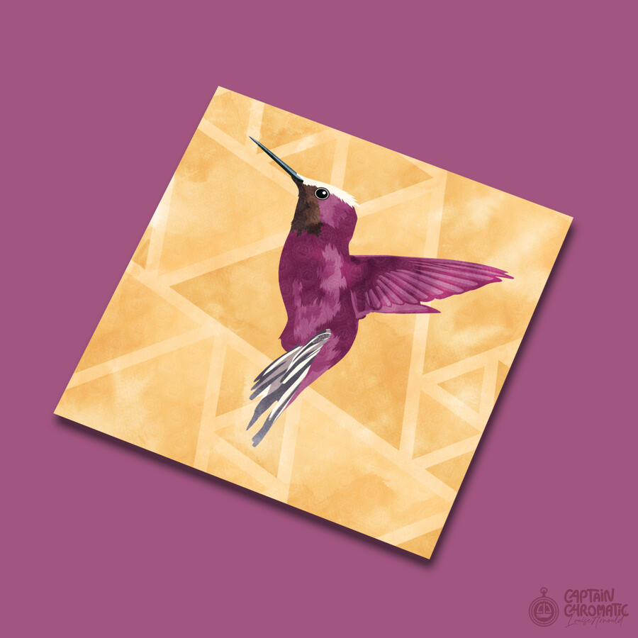 Colibri à coiffe blanche