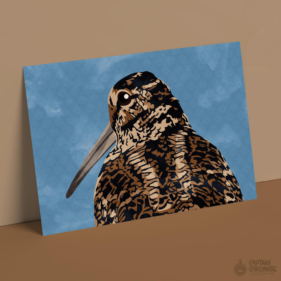 Bécasse d'Amérique