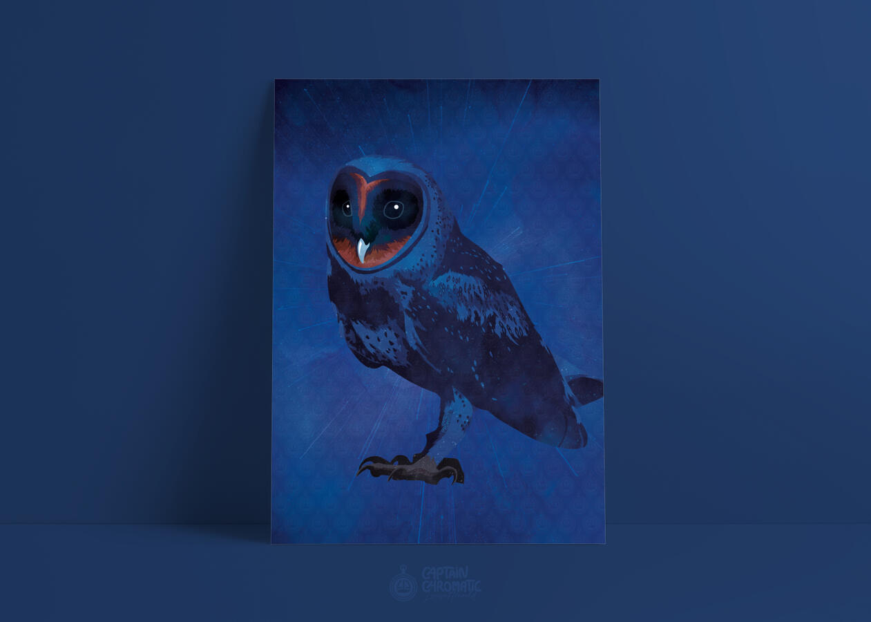 Chouette effraie mélanistique