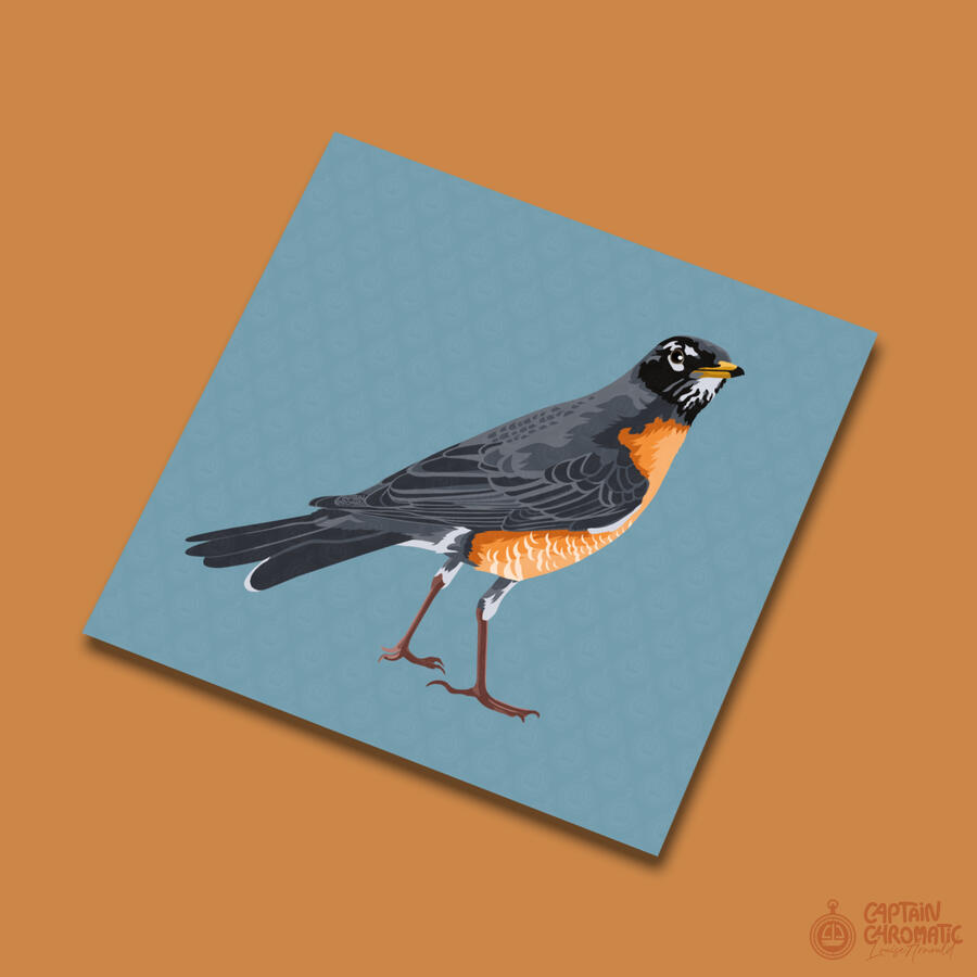 Merle d&#39;Amérique