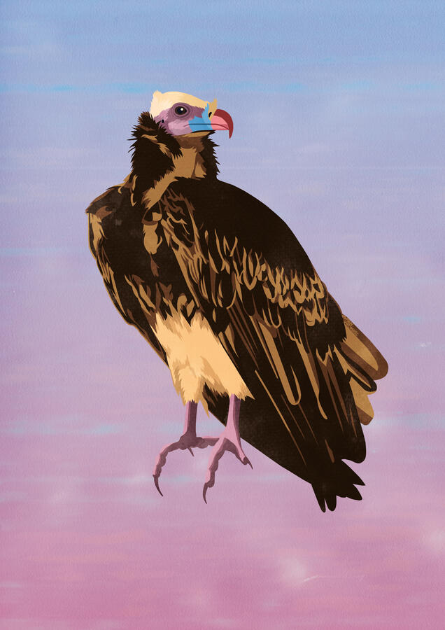 Vautour à tête blanche